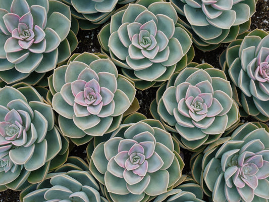 How to care for succulents?